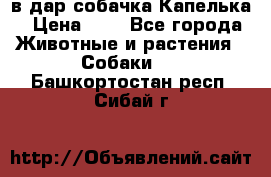 в дар собачка Капелька › Цена ­ 1 - Все города Животные и растения » Собаки   . Башкортостан респ.,Сибай г.